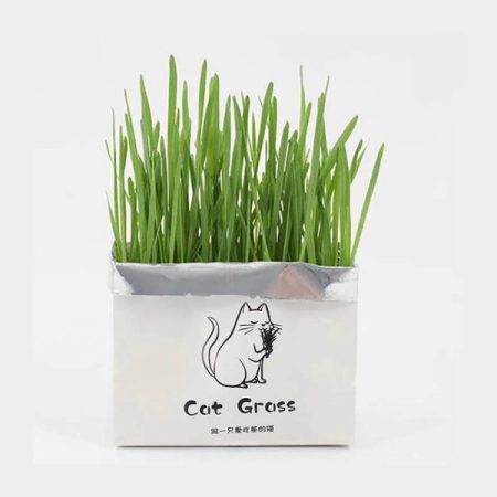 علف گربه (چمن گربه)مدل Cat Grass وزن 100 گرم